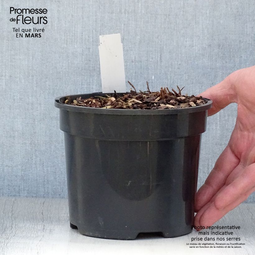 Esimerkki keväällä toimitetusta Japaninhiirenporras Ghost Pot de 2L/3L-taimesta