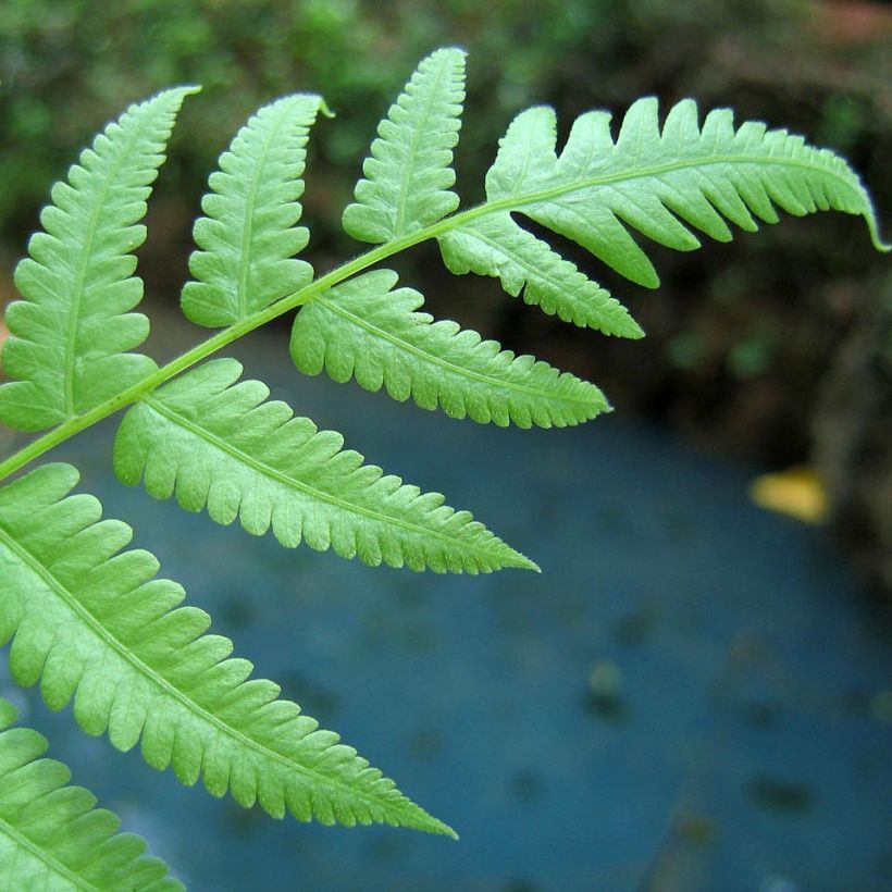 Hiirenporras - Athyrium filix-femina (Lehvistö)