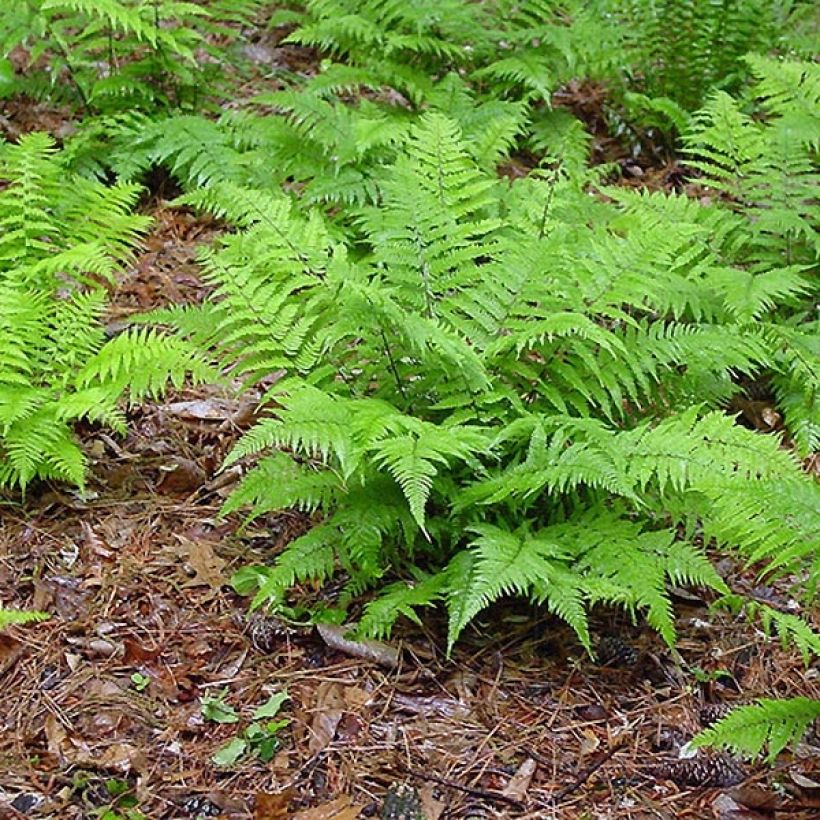 Hiirenporras - Athyrium filix-femina (Kasvutapa)
