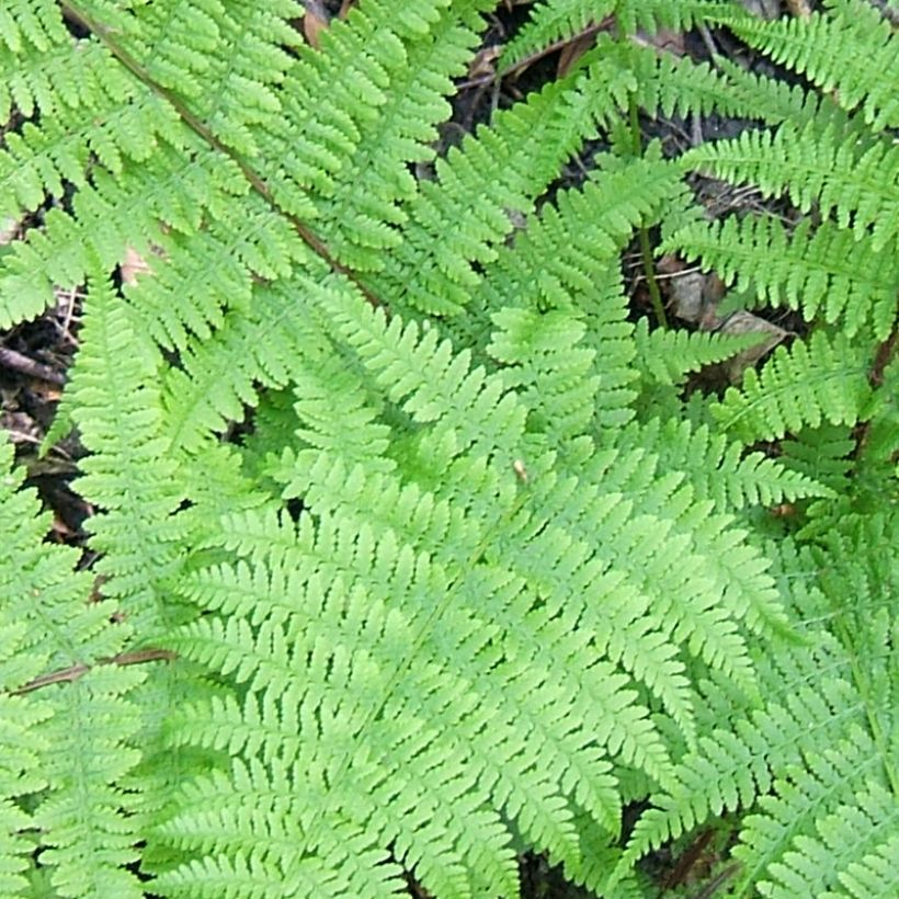 Hiirenporras Cruciatum Group (Lehvistö)