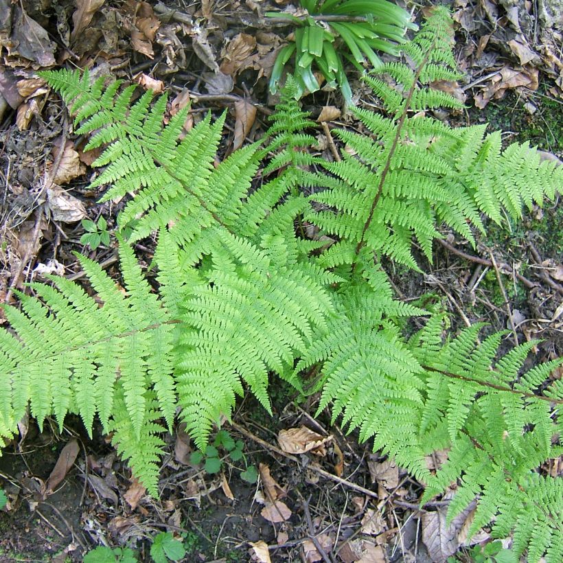 Hiirenporras Cruciatum Group (Kasvutapa)