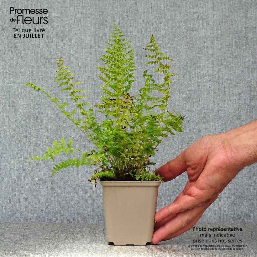 Esimerkki kesällä toimitetusta Hiirenporras - Athyrium filix-femina Taimiruukku 8/9 cm-taimesta