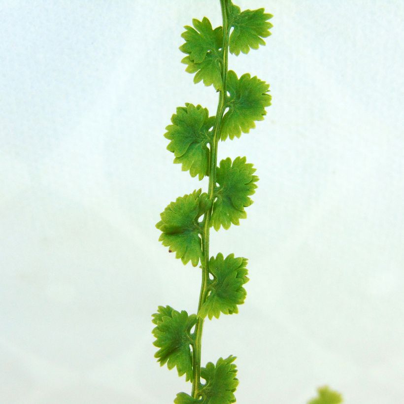 Hiirenporras Frizelliae (Lehvistö)