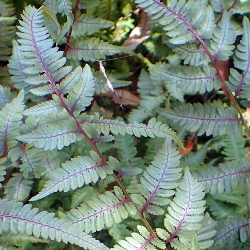 Japaninhiirenporras Burgundy Lace (Lehvistö)