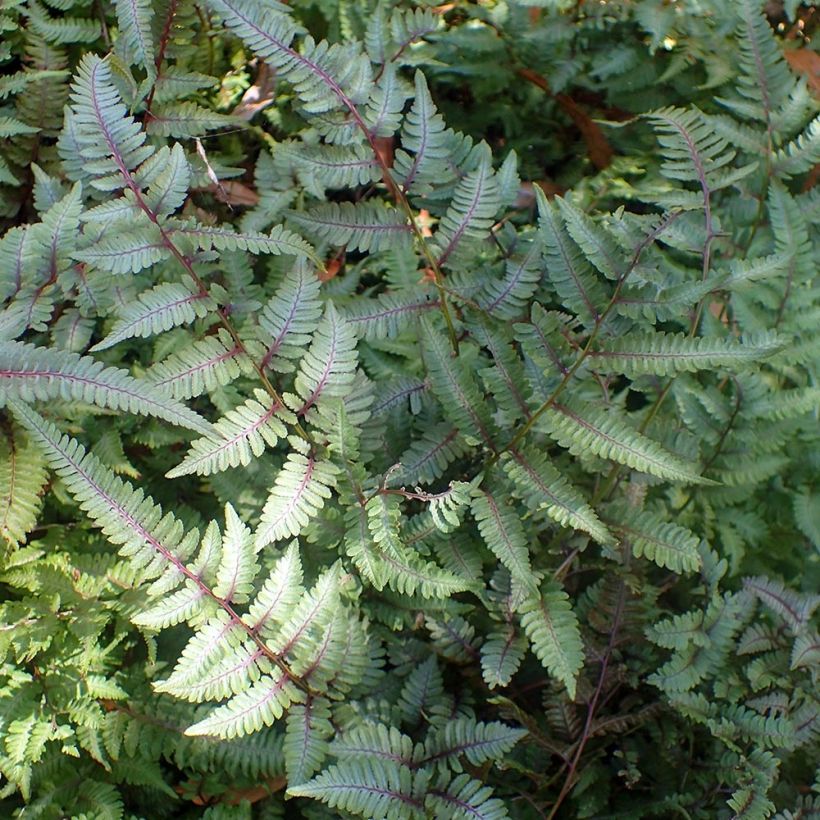 Japaninhiirenporras Burgundy Lace (Kasvutapa)