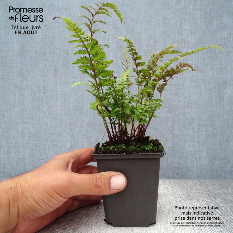 Esimerkki kesällä toimitetusta Japaninhiirenporras Burgundy Lace Taimiruukku 8/9 cm-taimesta