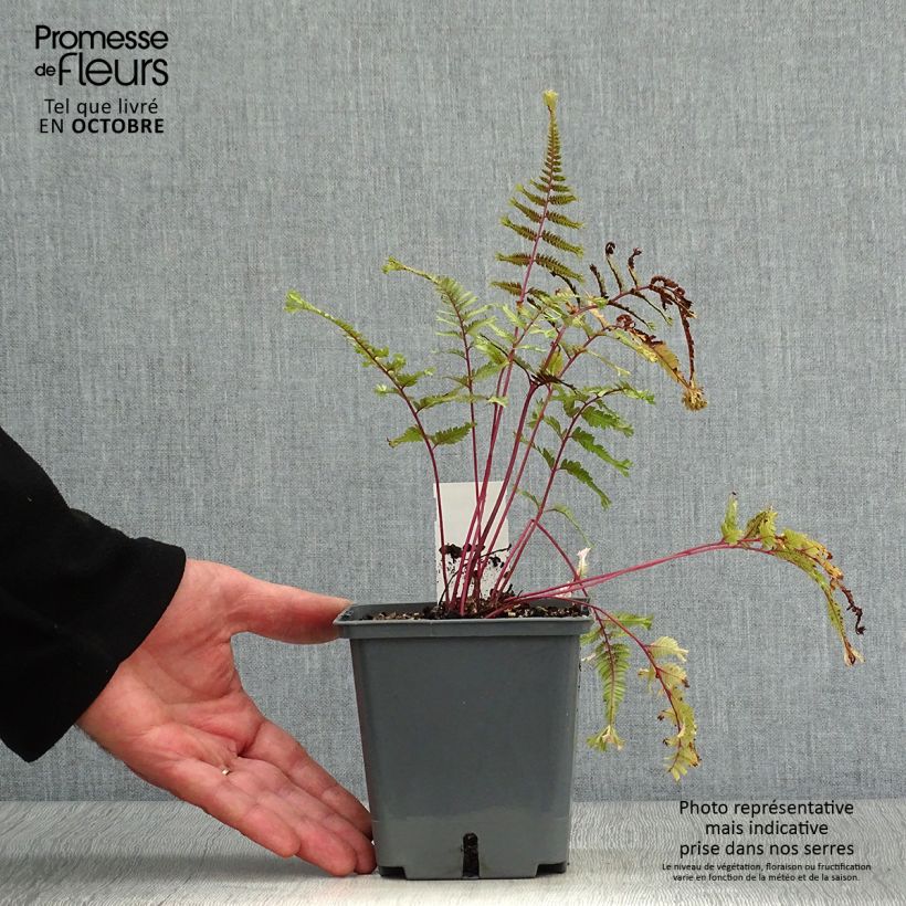 Esimerkki syksyllä toimitetusta Japaninhiirenporras Crested Surf 8/9 cm taimiruukku-taimesta