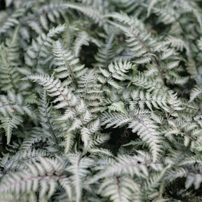 Japaninhiirenporras Pewter Lace (Lehvistö)