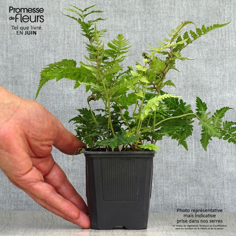 Esimerkki kesällä toimitetusta Japaninhiirenporras var. pictum Taimiruukku 8/9 cm-taimesta