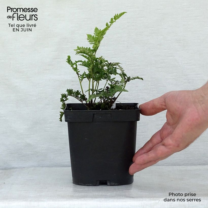 Esimerkki kesällä toimitetusta Japaninhiirenporras Ursula's red Godet de 8/9 cm-taimesta