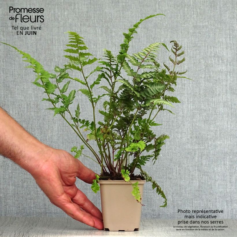 Esimerkki kesällä toimitetusta Japaninhiirenporras Red Beauty Taimiruukku 8/9 cm-taimesta