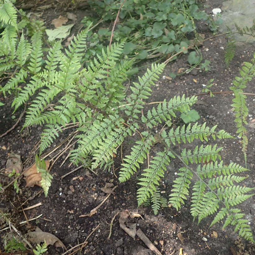 Hiirenportaa - Athyrium vidalii (Lehvistö)