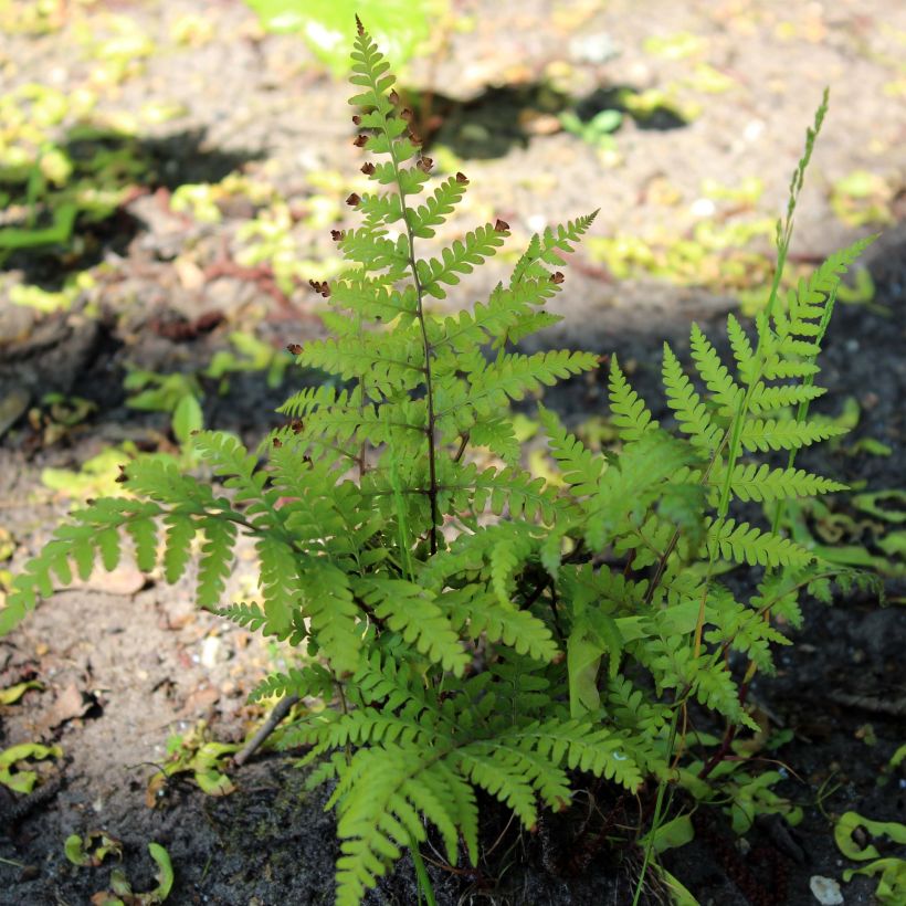 Hiirenportaa - Athyrium vidalii (Kasvutapa)