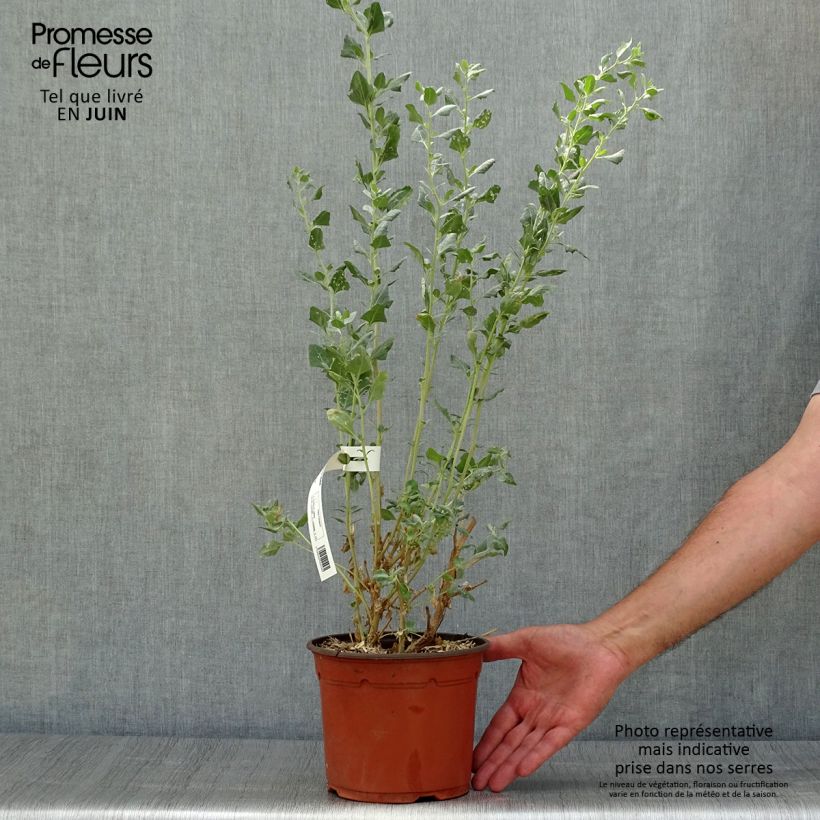 Esimerkki kesällä toimitetusta Risumaltsa - Atriplex halimus Ruukku 1,5L / 2L-taimesta