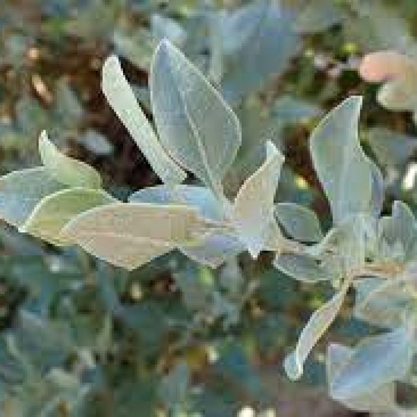 Risumaltsa - Atriplex halimus (Lehvistö)