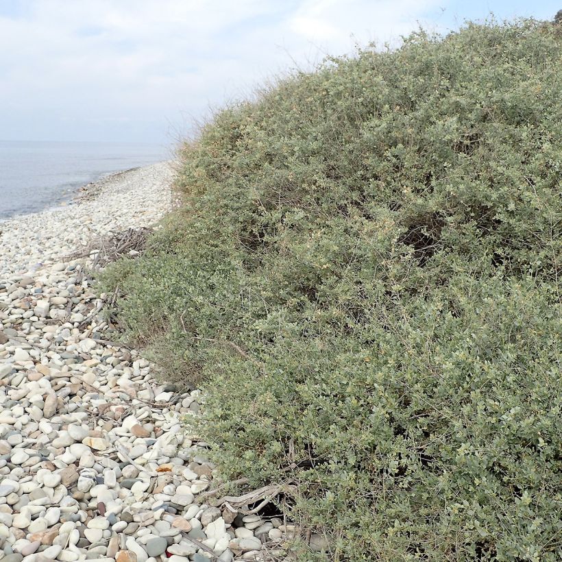 Risumaltsa - Atriplex halimus (Kasvutapa)