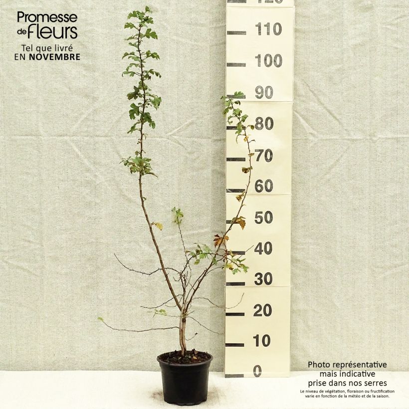 Esimerkki syksyllä toimitetusta Pyöröorapihlaja Paul's Scarlet Paljaat juuret-taimesta