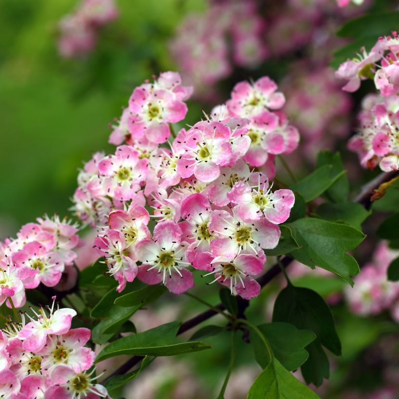 Hybridiorapihlaja Princesse Sturdza (Kukinta)
