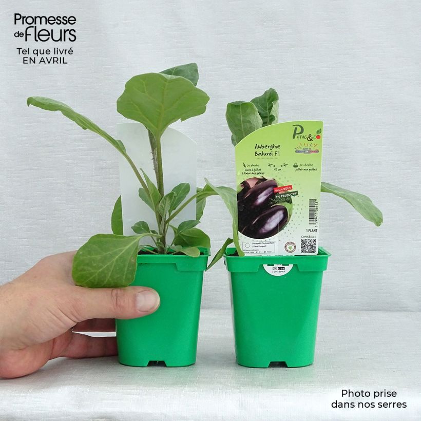 Esimerkki keväällä toimitetusta Munakoiso Baluroi F1 10 cm/11 cm ruukku-taimesta