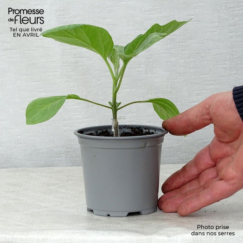 Esimerkki keväällä toimitetusta Vartettu munakoiso Bonica F1 8/9 cm taimiruukku-taimesta