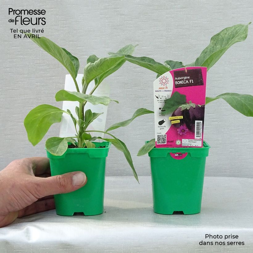 Esimerkki keväällä toimitetusta Munakoiso Bonica F1 10 cm/11 cm ruukku-taimesta