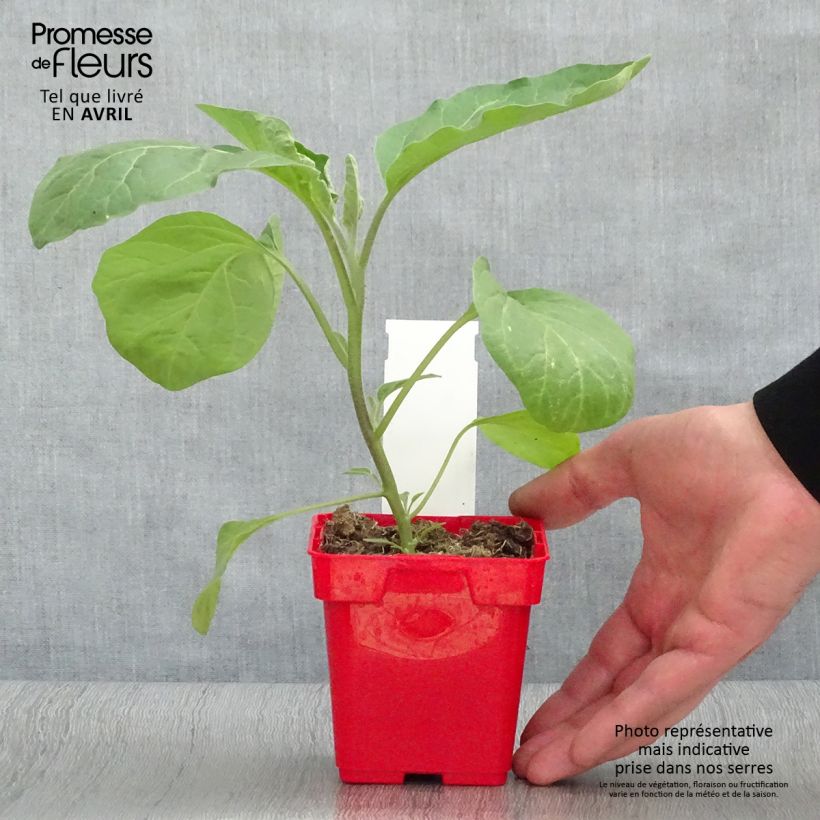 Esimerkki keväällä toimitetusta Munakoiso Classic hybrid F1 10 cm/11 cm ruukku-taimesta