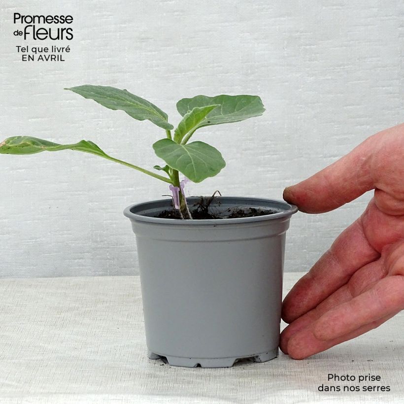 Esimerkki keväällä toimitetusta Munakoiso Rania F1 vartettu taimena 8/9 cm taimiruukku-taimesta