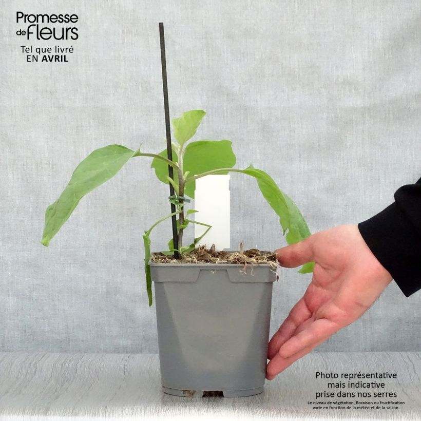 Esimerkki keväällä toimitetusta Munakoiso Sultane vartettu taimena 10 cm/11 cm ruukku-taimesta