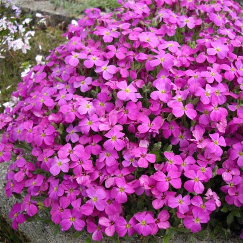 Ristikki Bressingham Red (Kasvutapa)