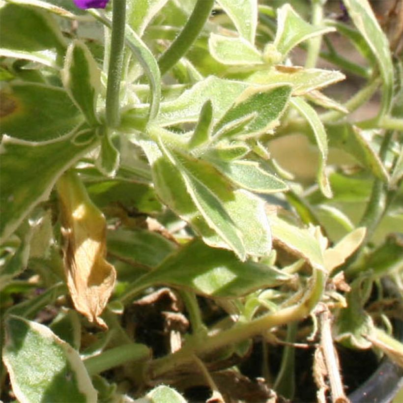 Ristikki Dr Mules Variegated (Lehvistö)