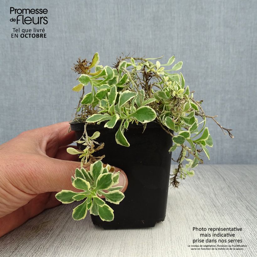 Esimerkki syksyllä toimitetusta Ristikki Dr Mules Variegated 8/9 cm taimiruukku-taimesta