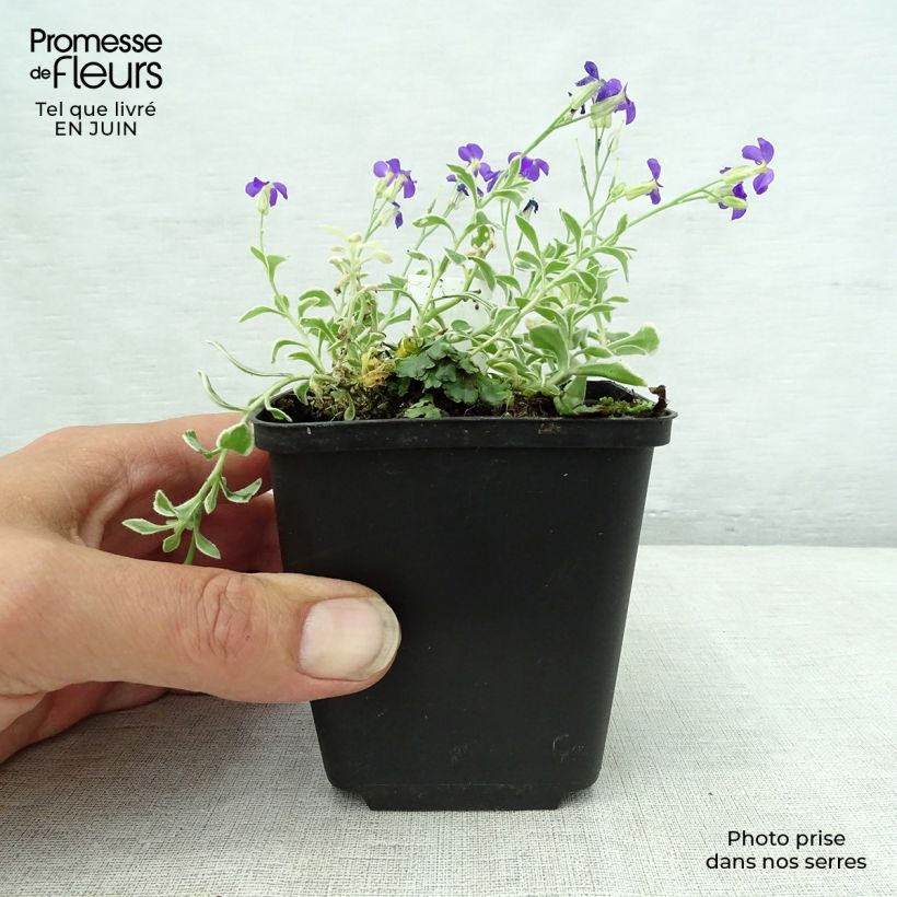 Esimerkki kesällä toimitetusta Ristikki Dr Mules Variegated Taimiruukku 8/9 cm-taimesta