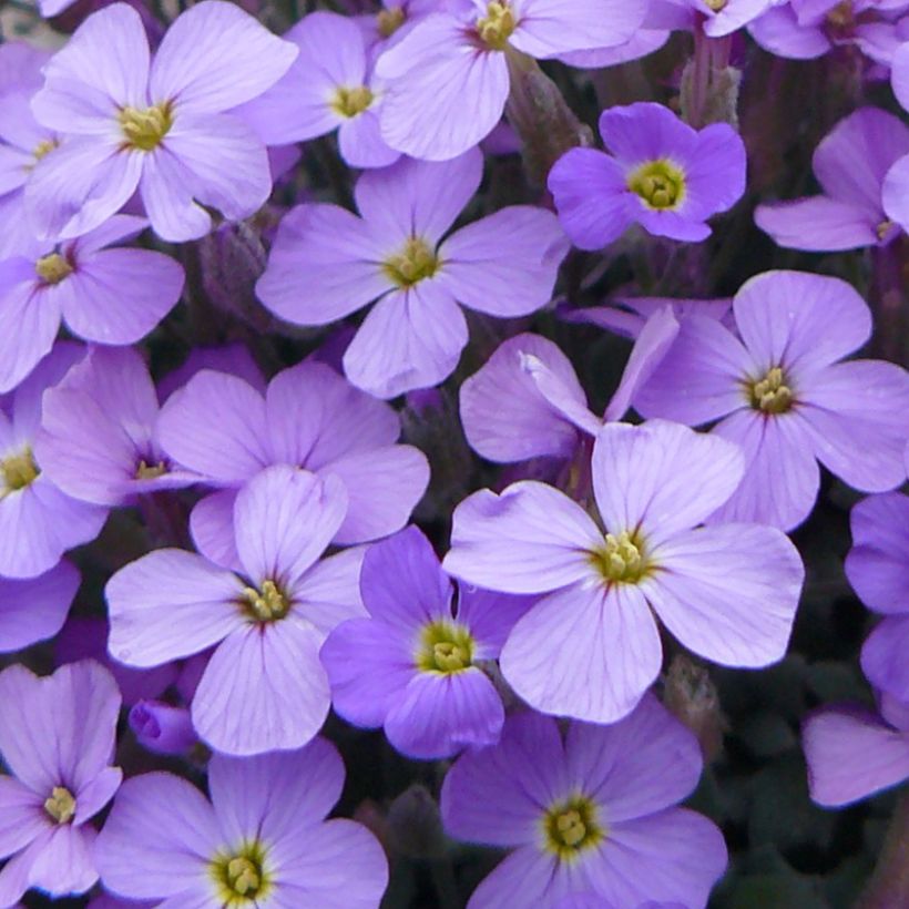 Tarharistikki Novalis Blue (Kukinta)