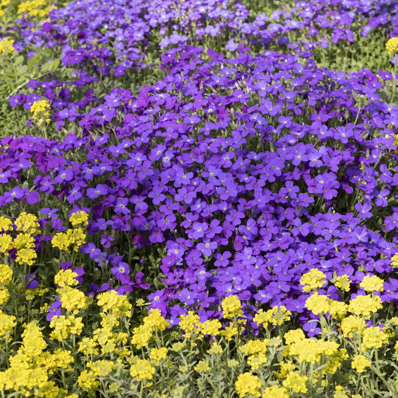 Ristikki Royal Blue (Kasvutapa)