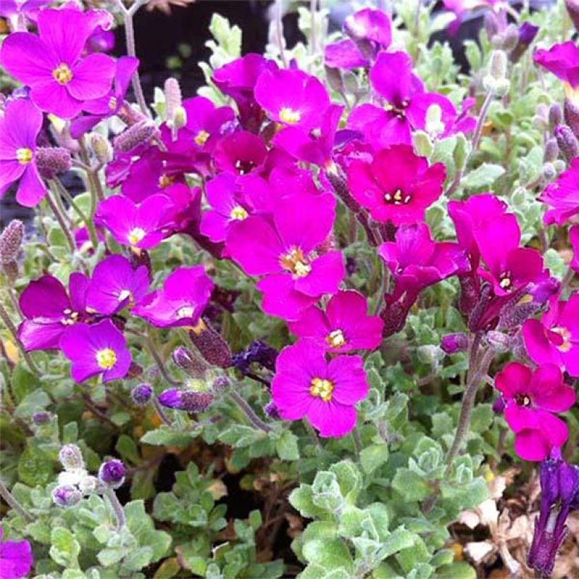 Tarharistikki Cascade Red (Kukinta)