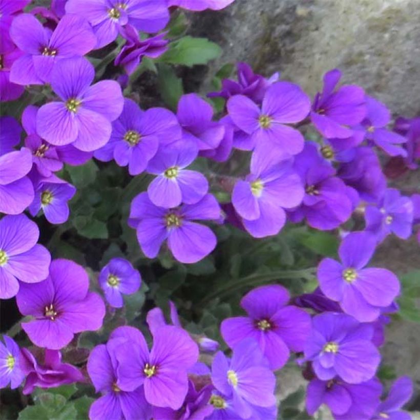 Tarharistikki Cascade Purple (Kukinta)