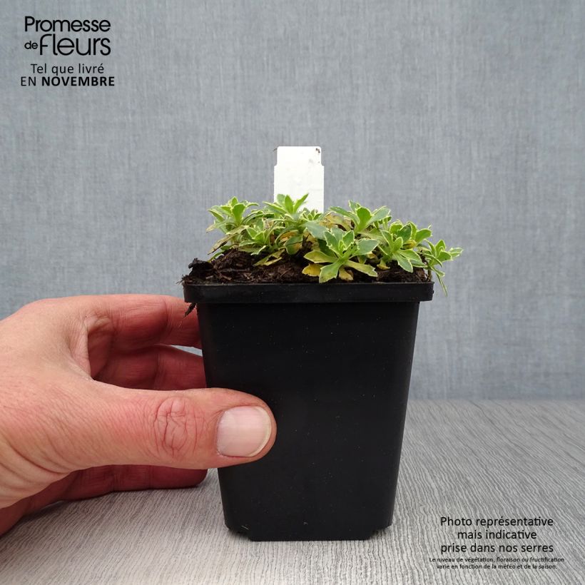 Esimerkki syksyllä toimitetusta Ristikki Argenteovariegata 8/9 cm taimiruukku-taimesta