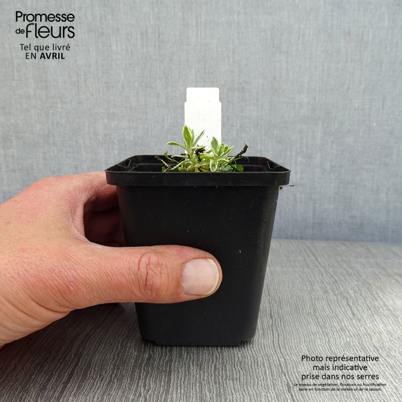 Esimerkki keväällä toimitetusta Ristikki Argenteovariegata Taimiruukku 8/9 cm-taimesta