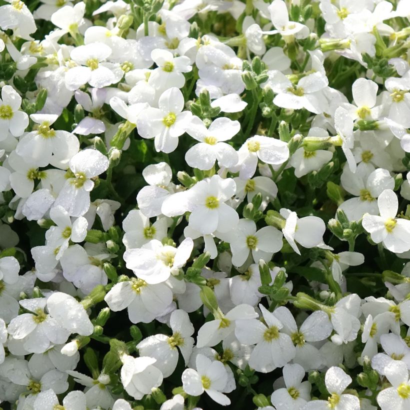 Ristikki Kitte White (Kukinta)