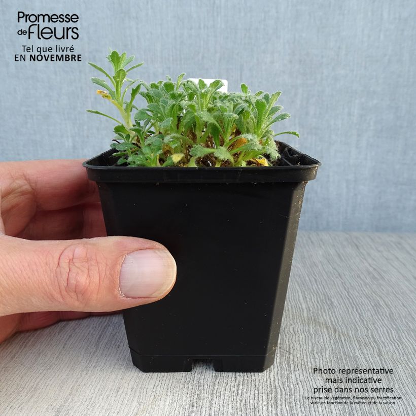 Esimerkki syksyllä toimitetusta Ristikki Cascade Blue 8/9 cm taimiruukku-taimesta