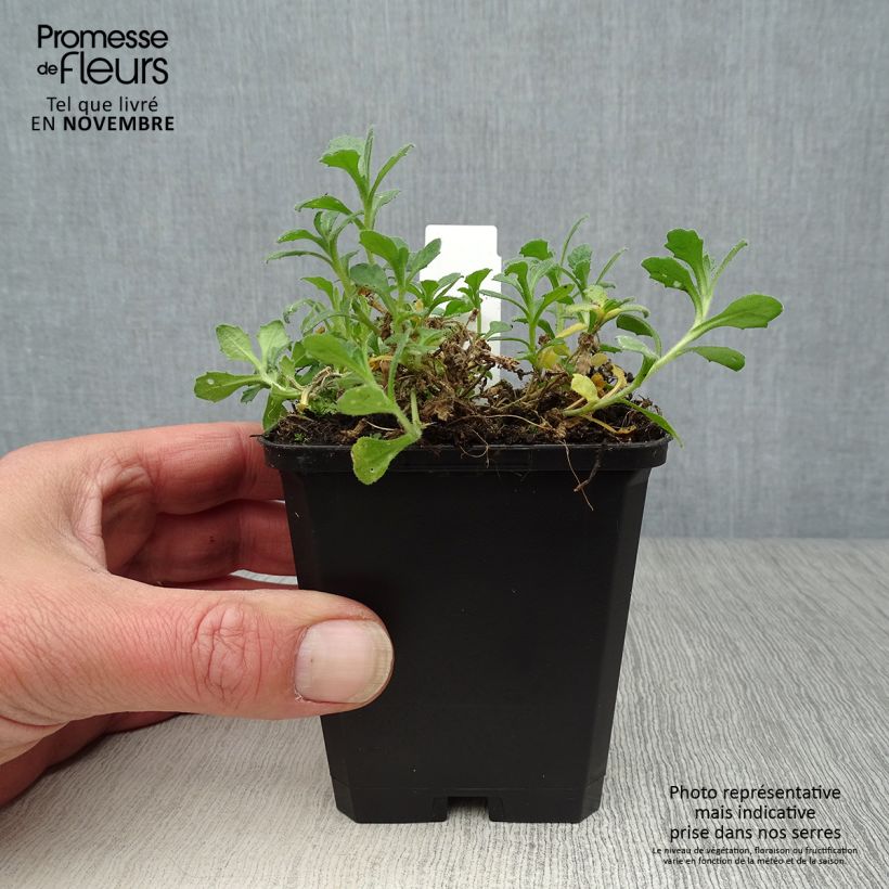 Esimerkki syksyllä toimitetusta Tarharistikki Cascade Purple 8/9 cm taimiruukku-taimesta