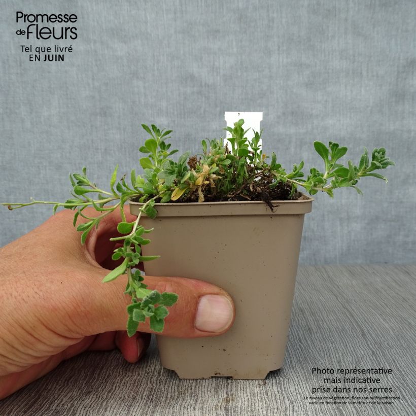 Esimerkki kesällä toimitetusta Tarharistikki Cascade Purple Taimiruukku 8/9 cm-taimesta