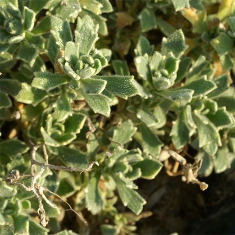 Ristikki Argenteovariegata (Lehvistö)