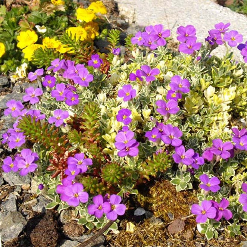 Ristikki Argenteovariegata (Kukinta)