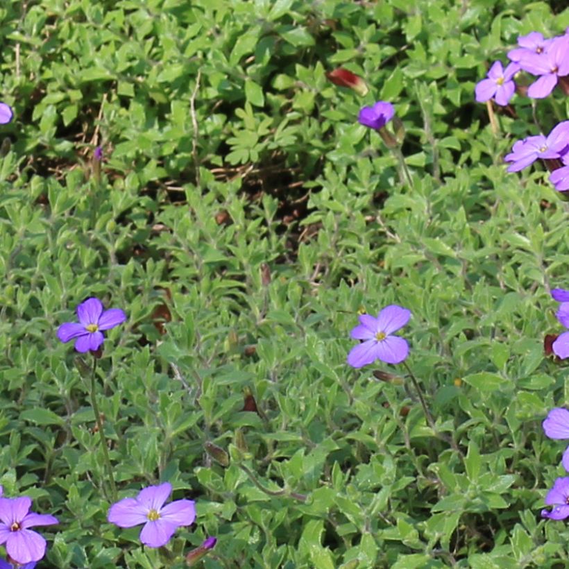 Ristikki ssp. cilicica (Lehvistö)