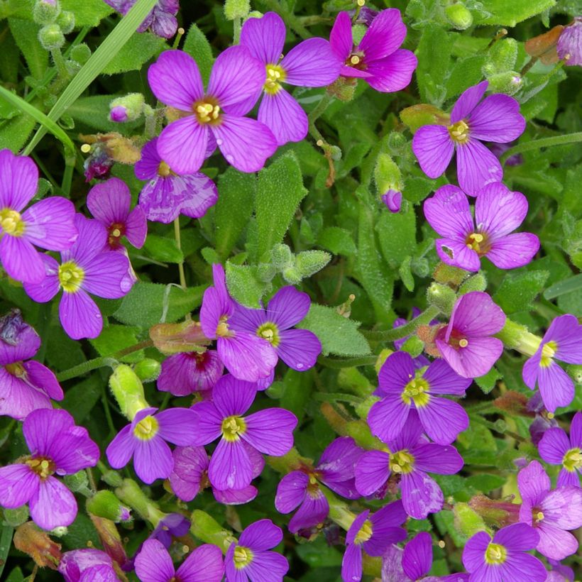 Ristikki ssp. cilicica (Kukinta)