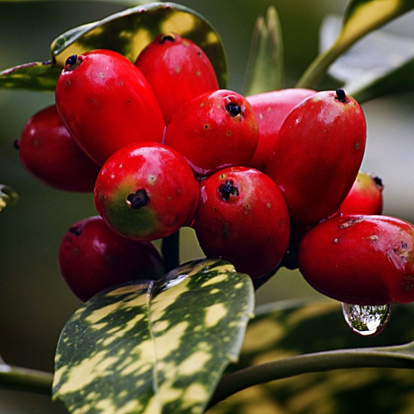 Kiiltopensas - Aucuba japonica (Sadonkorjuu)