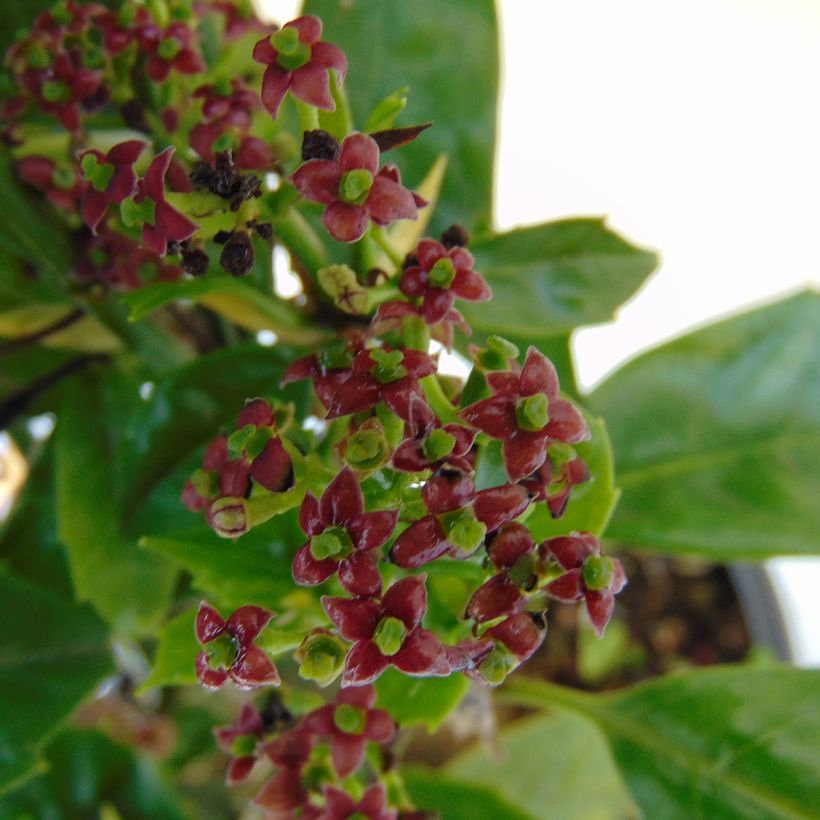 Kiiltopensas - Aucuba japonica (Kukinta)