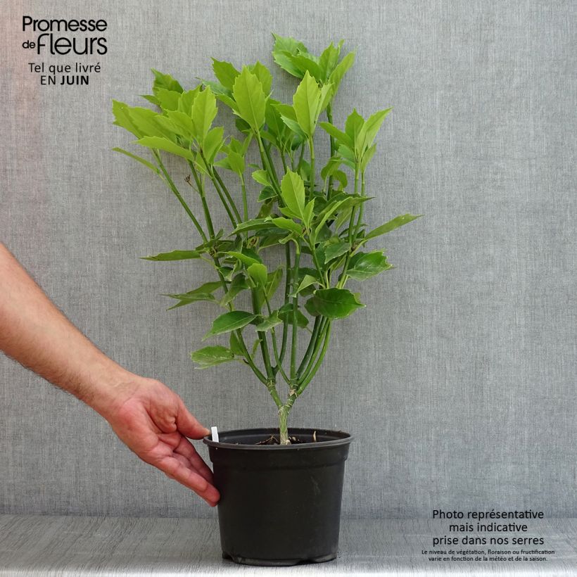Esimerkki kesällä toimitetusta Kiiltopensas - Aucuba japonica Ruukku 3L / 4L-taimesta