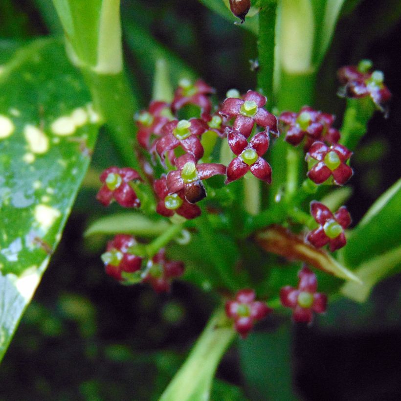 Kiiltopensas Variegata (Kukinta)